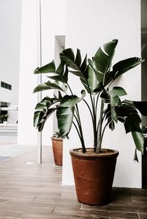 绿色室内植物 绿色室内植物