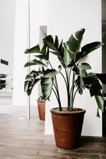 绿色室内植物 绿色室内植物