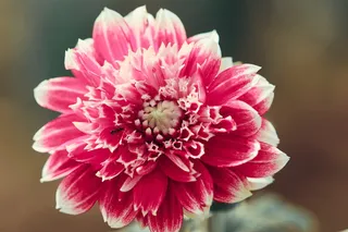 大丽花，花，花，花，开花植物，脆弱，脆弱，花瓣