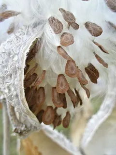 马利筋种子快乐地从裂开的豆荚中长出来