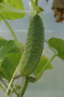 黄瓜,绿色,蔬菜,绿色,食品,小黄瓜,特写,新鲜 黄瓜,绿色,蔬菜,绿色,食品,小黄瓜,特写,新鲜