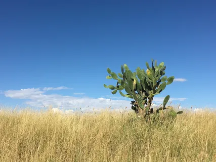 夏天,路途旅行,仙人掌,仙人掌,植物,天空,生长,田野 夏天,路途旅行,仙人掌,仙人掌,植物,天空,生长,田野