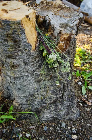 采购产品棕色树干，植物，树，地面，树干，花瓶，陶器，罐子