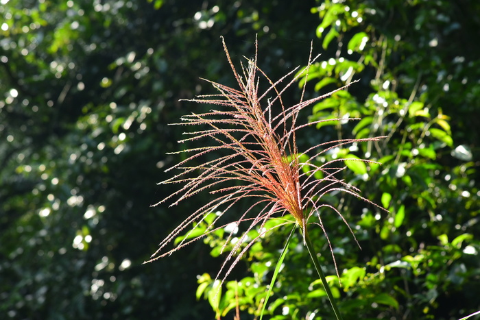 芒，草，植物，生长，关注前景，自然之美，自然，没有人
