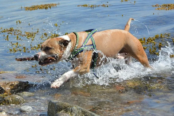 狗、斗牛犬、阿姆斯塔夫犬、美国斯塔福德郡、水、波罗的海、海水、海藻