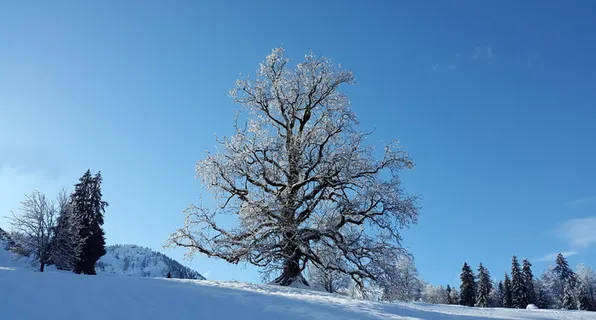 白色,叶子,树,白天,树,雪,冬天,寒冷 白色,叶子,树,白天,树,雪,冬天,寒冷