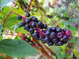 土耳其葡萄、秋季浆果、蓝紫色、水果、食品和饮料、健康饮食、食品、新鲜度