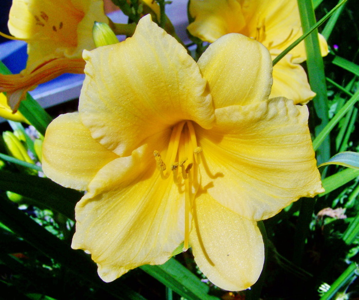 百合，淡黄色夏花，花园，开花植物，花，植物，脆弱性，大自然之美