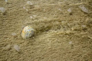 阿联酋，海贝壳，陆地，沙滩，海滩，野生动物，贝壳，动物贝壳