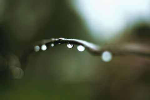 树枝上水滴的宏观照片