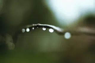 树枝上水滴的宏观照片