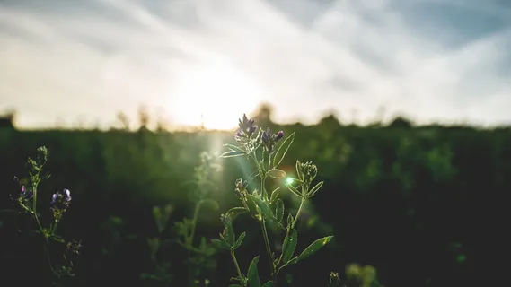紫色花瓣花 紫色花瓣花