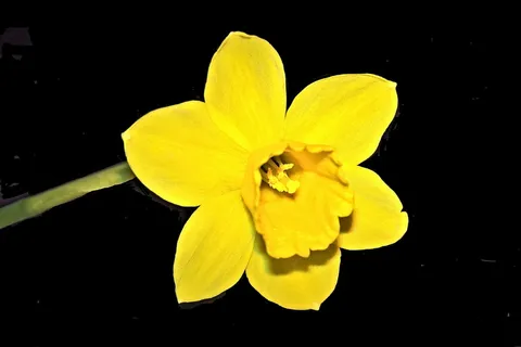 花,水仙花,水仙,春天,复活节,开花,开花,黄色 花,水仙花,水仙,春天,复活节,开花,开花,黄色