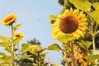 夏天的向日葵花园。向日葵的细节