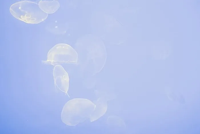 蓝色，水，水母，水生，动物，鱼类，自然，没有人