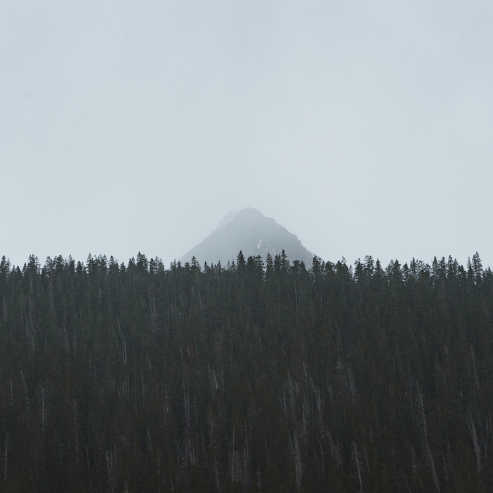 雾，森林，山，自然，天空，树，树，风景