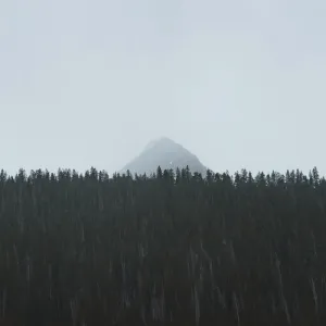 雾，森林，山，自然，天空，树，树，风景