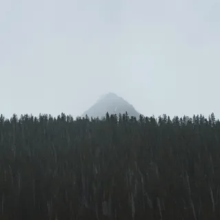 雾，森林，山，自然，天空，树，树，风景