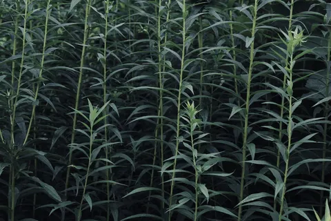 绿色、草、植物、自然、壁纸、背景、存量、生长