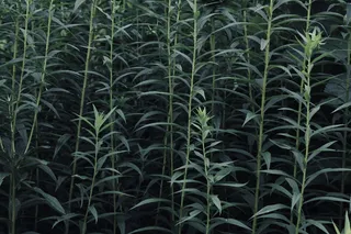 绿色、草、植物、自然、壁纸、背景、存量、生长