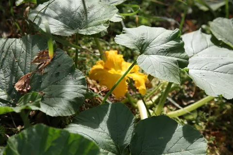 花园，西葫芦，园地，叶子，自然，植物，植物部分，生长