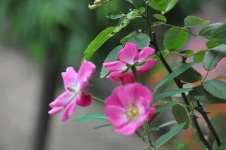 玫瑰、粉色、花朵、花园、植物、花朵、开花植物、自然之美