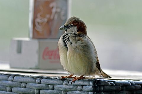 指挥官，斯珀林，鸟，动物主题，动物，脊椎动物，一种动物，野生动物