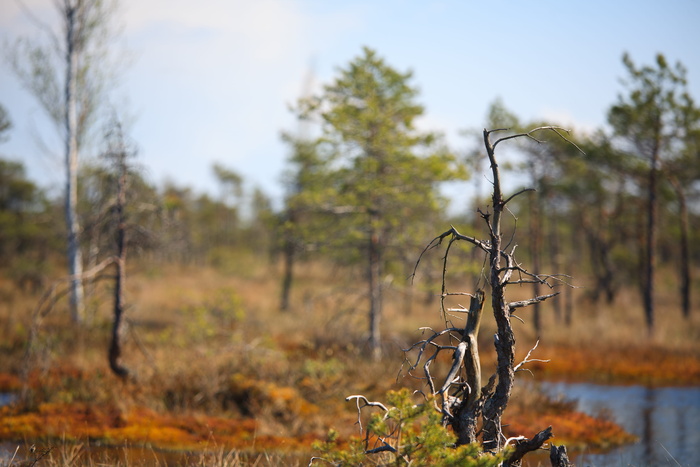 树干选择性聚焦