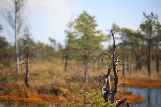 树干选择性聚焦