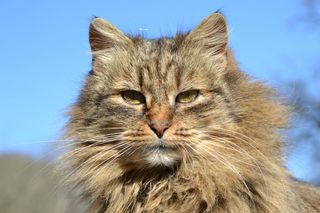 棕色斑猫，猫，鲭鱼，灰色，米泽，家猫，动物，猫脸