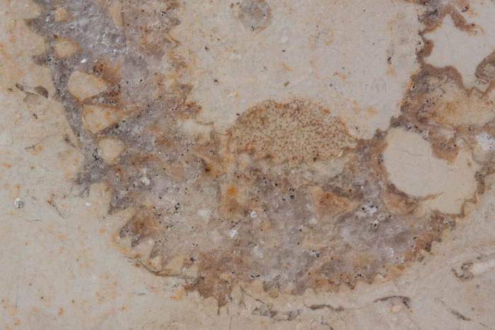 石化，鹦鹉螺化石，化石，索伦霍芬石灰岩板，石灰岩，侏罗，抛光表面，层状沉积物