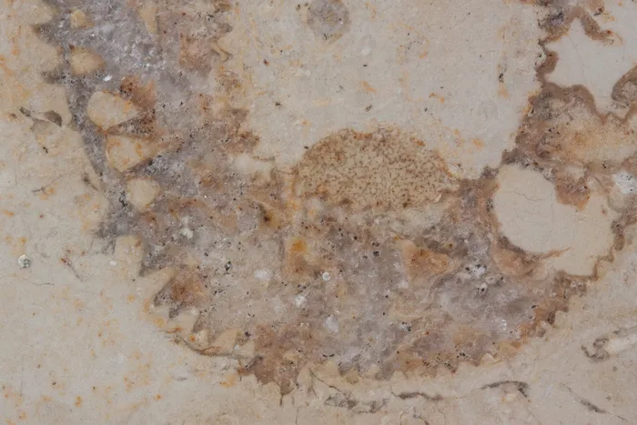 石化，鹦鹉螺化石，化石，索伦霍芬石灰岩板，石灰岩，侏罗，抛光表面，层状沉积物