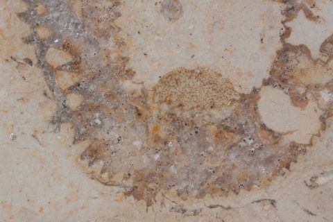 石化，鹦鹉螺化石，化石，索伦霍芬石灰岩板，石灰岩，侏罗，抛光表面，层状沉积物