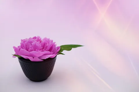 健康, 美容, 放松, 理疗师, 牡丹, 玫瑰, 芍药, 五旬节 Rosengewächs