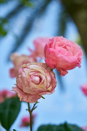 花，玫瑰，粉色，爱，自然，春花，花园，宏