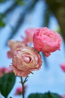 花,玫瑰,粉色,爱,自然,春花,花园,宏 花,玫瑰,粉色,爱,自然,春花,花园,宏