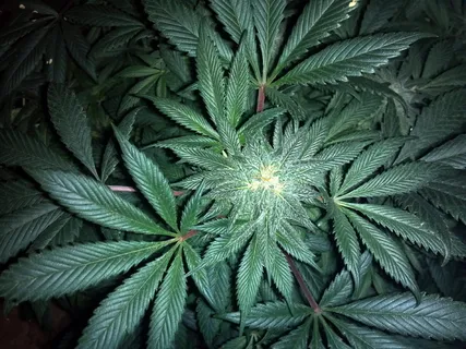 大麻叶, 大麻, 杂草, 大麻, 叶, 植物, 自然 大麻叶, 大麻, 杂草, 大麻, 叶, 植物, 自然