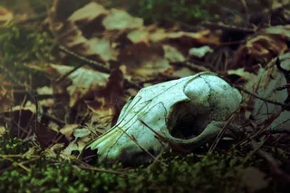 土地，田野，植物，一个动物，动物，动物主题，动物野生动物，动物身体部分