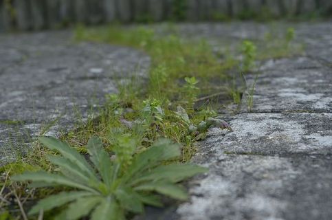 植物，生长，绿色，选择性聚焦，人行道，白天，无人，自然