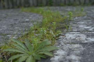 植物，生长，绿色，选择性聚焦，人行道，白天，无人，自然