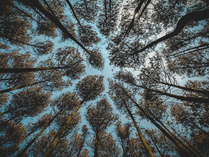 白天褐叶森林树木的低角度摄影