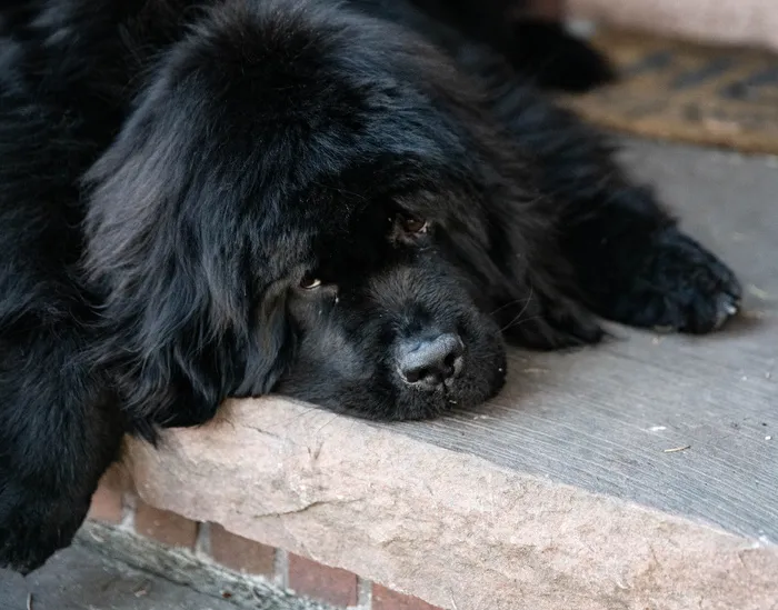 狗，宠物，狗，哺乳动物，动物，熊，野生动物，木材