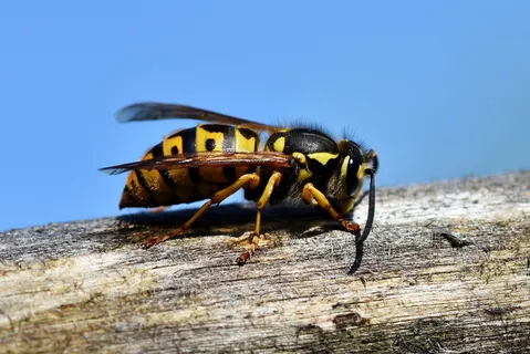 黑、黄、蜂、顶、木、大黄蜂、昆虫、刺 黑、黄、蜂、顶、木、大黄蜂、昆虫、刺