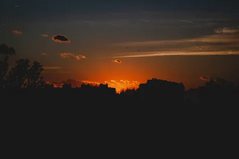 黄金时段蓝天下树木的剪影