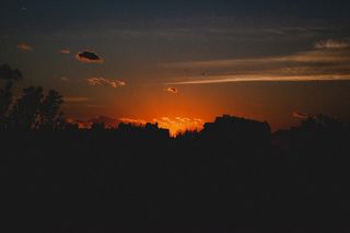 黄金时段蓝天下树木的剪影