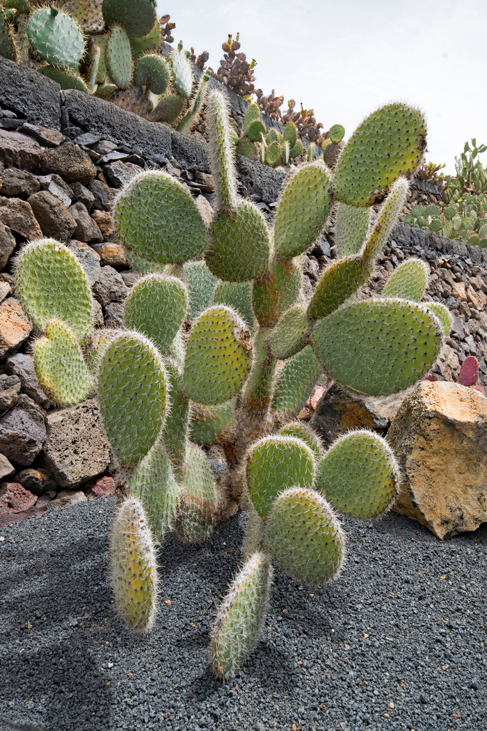 jardin de cactus，cactus，lanzarote，西班牙，非洲景点，guatiza，熔岩，岩石