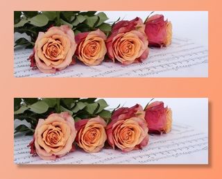 粉色，白色，玫瑰，笔记本，白玫瑰，橙色，花朵，乐谱