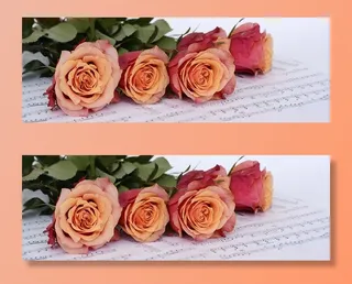 粉色，白色，玫瑰，笔记本，白玫瑰，橙色，花朵，乐谱