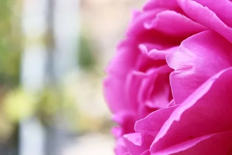 美丽，绽放，绽放，绽放，模糊，明亮，特写，色彩