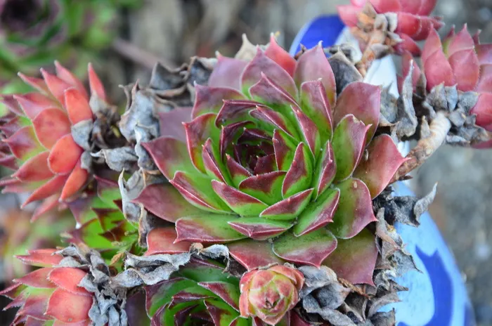 Dachhurz，花园，绿色，紫色，自然，多汁植物，叶子，植物